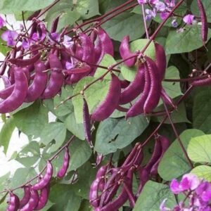 Hạt giống Đậu ván tím