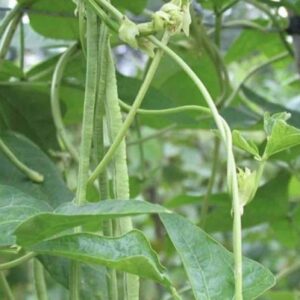 Hạt giống đậu đũa ngọt lùn