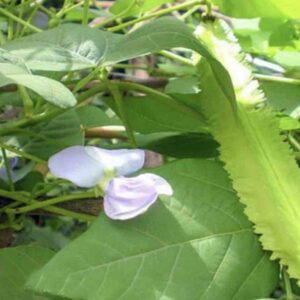 Hạt giống đậu rồng (đậu khế)
