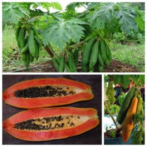 Hạt giống Đu đủ lùn lai F1 Vĩnh Lộc