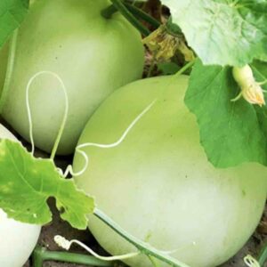 Hạt giống Dưa lê Popoca
