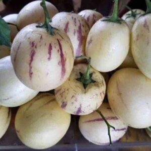 Hạt giống dưa pepino