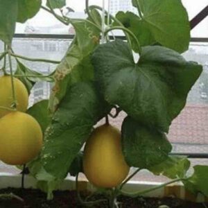 Hạt giống dưa lê kim cô nương