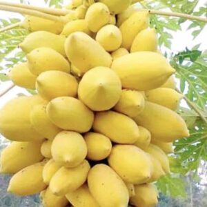 Hạt giống đu đủ da vàng