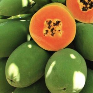 Hạt giống Đu đủ ruột đỏ Vĩnh Hưng
